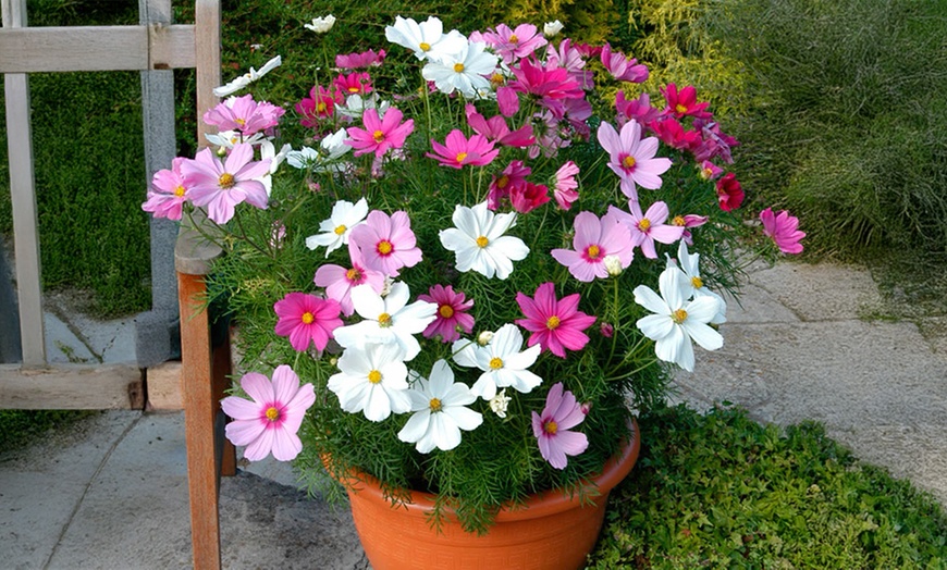 Image 1: 10 or 20 Cosmos Sonata Mixed Plants