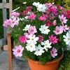 Image 1: 10 or 20 Cosmos Sonata Mixed Plants