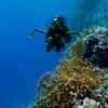 Image 3: Entdecke die Unterwasserwelt: Open-Water-Diver- oder Nitrox-Kurs