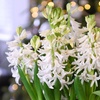 Image 8: Festive Hyacinth 'Pink or White Pearl' - 5 Bulbs in Decorative Planter