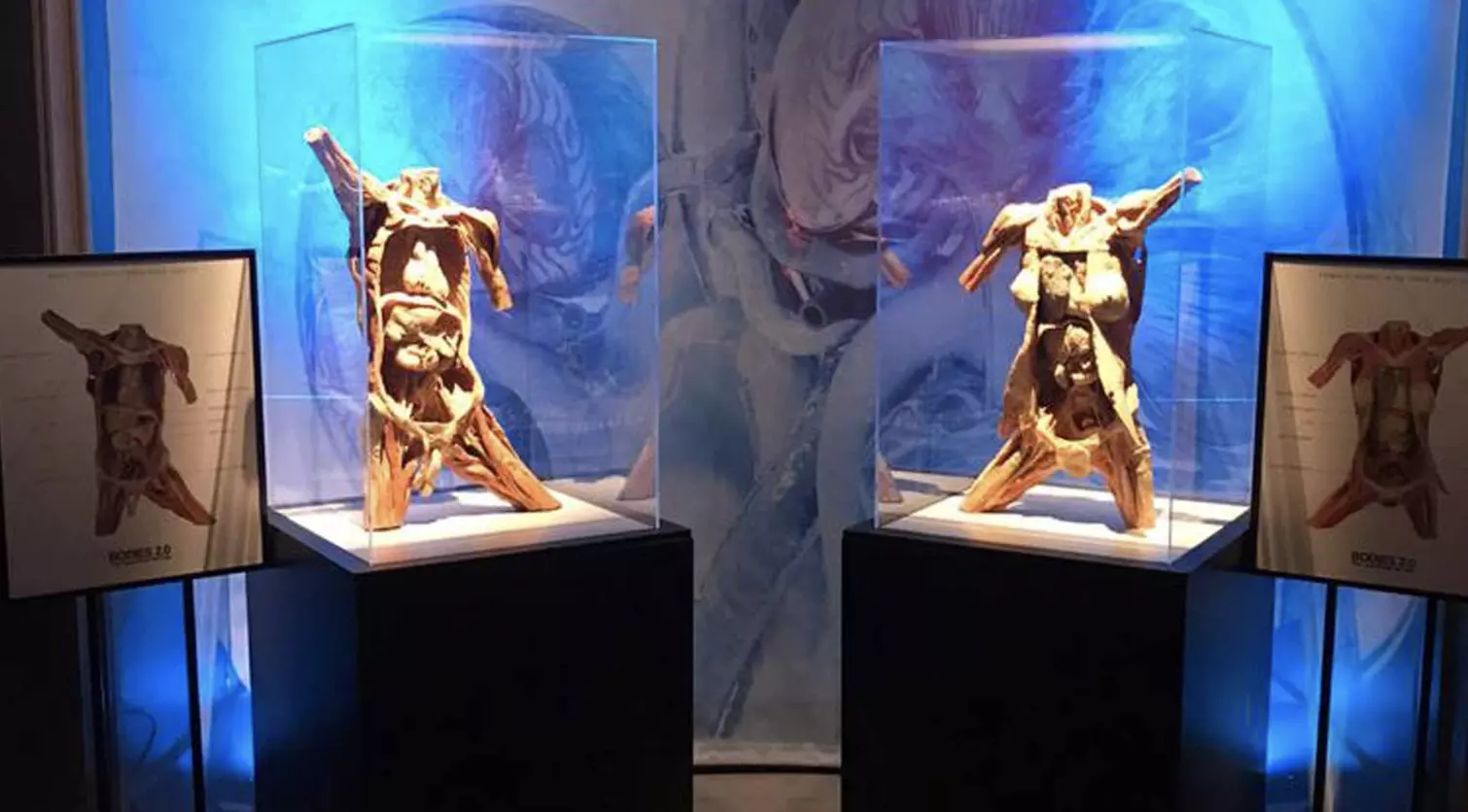 Bodies 2.0 The Exhibition at Santa Monica 3rd Street Promenade, Weekday or Weekend Options Available (up to 20% off) - Second Medium