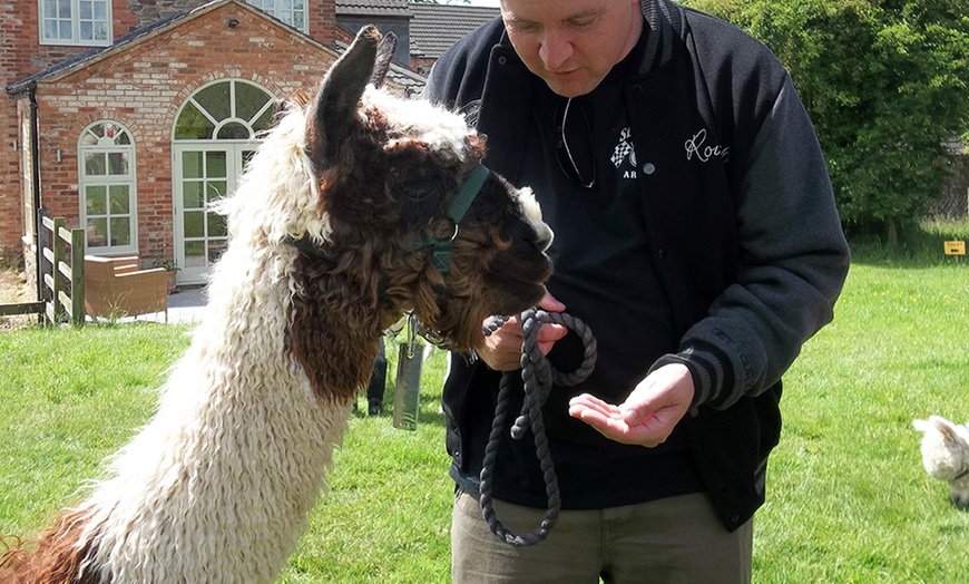 Image 2: Alpaca Walk, Charnwood Forest