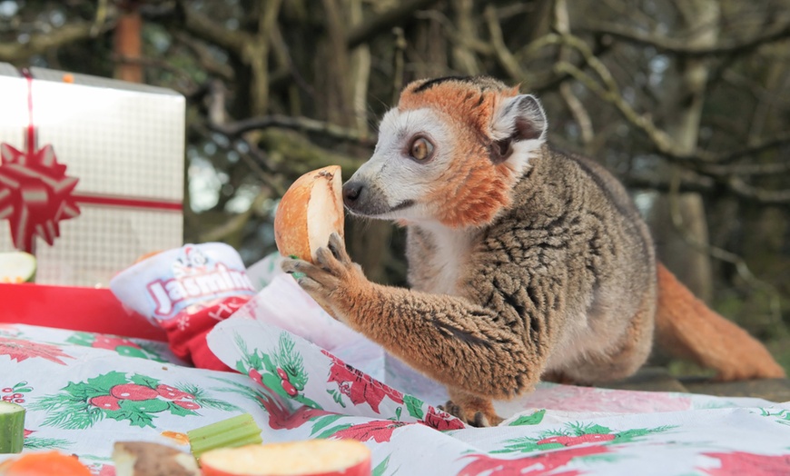 Image 21: General Admission to Belfast Zoo For Child, Adult, or Family 