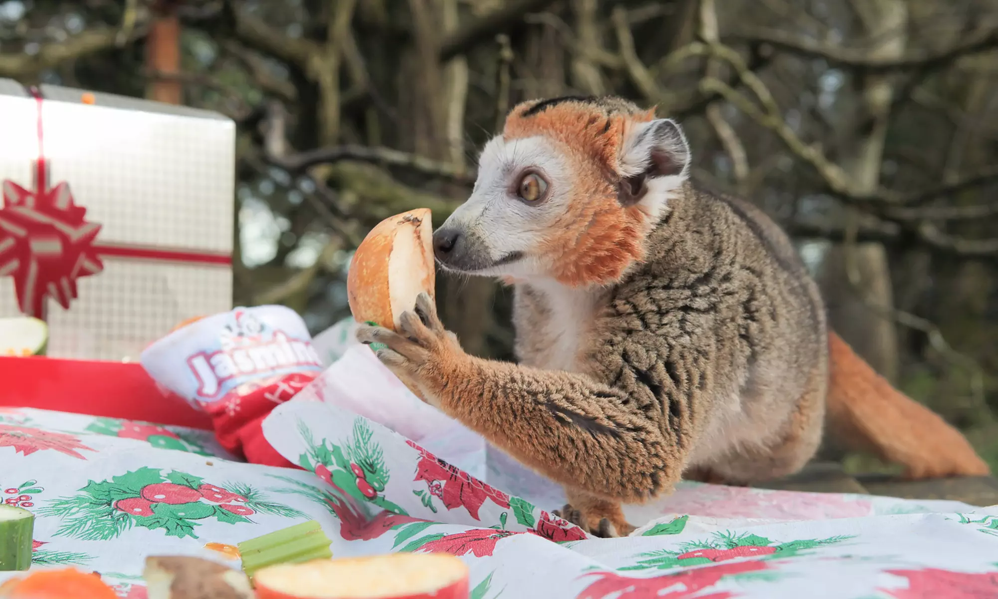General Admission to Belfast Zoo For Child, Adult, or Family