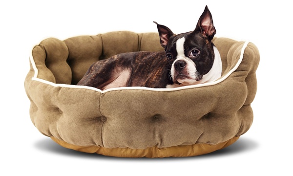 Groupon shop pet bed