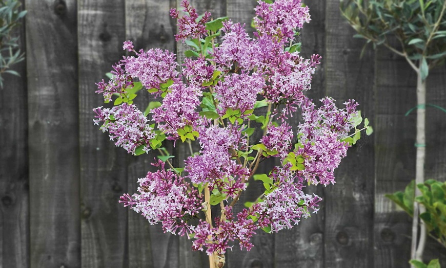 Image 2: One, Two or Three Dwarf Standard Lilac Trees in 2-Litre Pot
