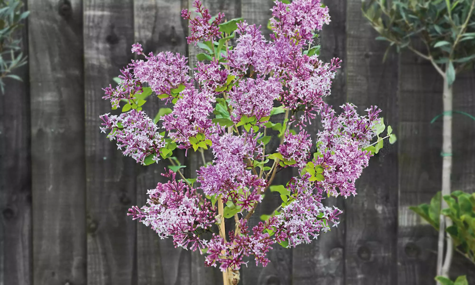 One, Two or Three Dwarf Standard Lilac Trees in 2-Litre Pot