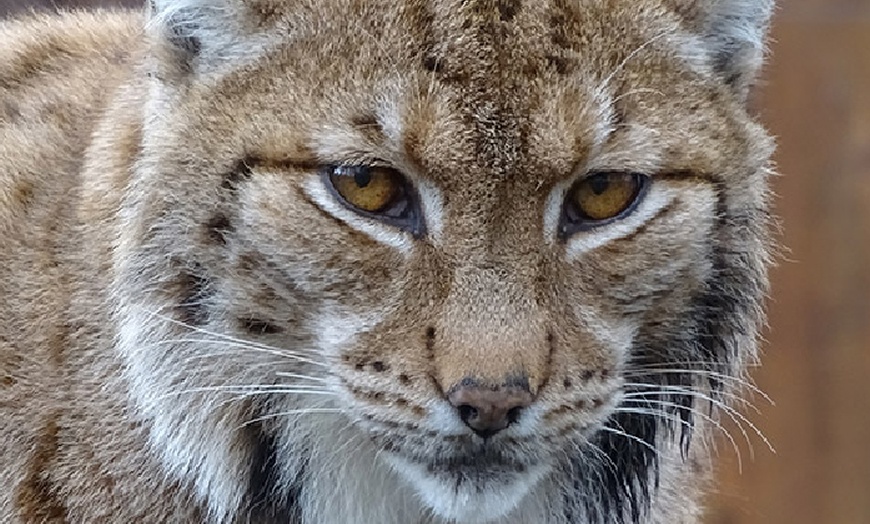 Image 1: Tageskarte oder Familienkarte für den Tierpark Weißwasser