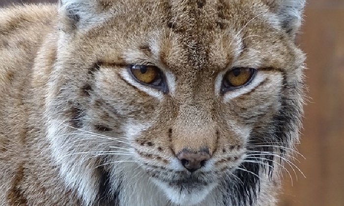 Tageskarte oder Familienkarte für den Tierpark Weißwasser