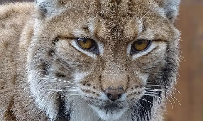 Tageskarte oder Familienkarte für den Tierpark Weißwasser