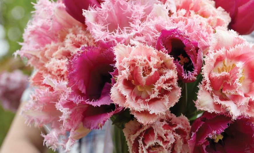 Image 6: Upto 80 Mixed Spring Flowering Tulip Collections Bulbs