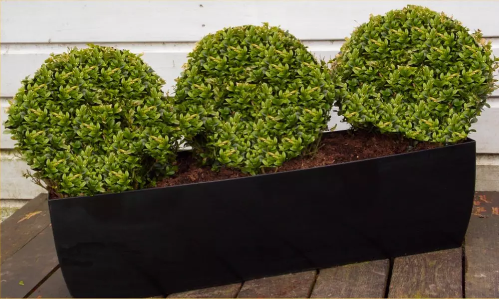 Topiary Box Buxus Balls for £29.99 - £79.99 With Free Delivery (Up to 60% Off) - Image 2
