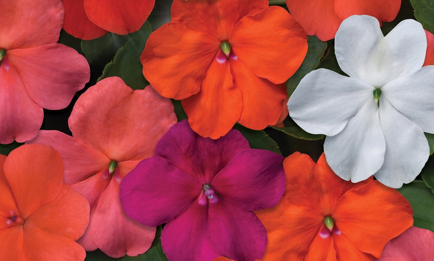 Image 3: Busy Lizzie 'Beacon' Garden-Ready Plants