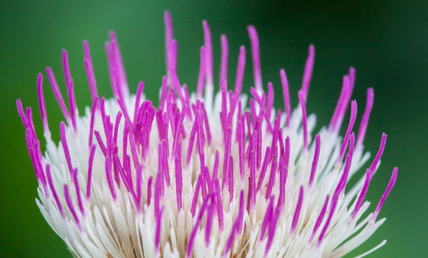 Image 2: Cirsium Pink Blush - 1, or 2 Potted Plants