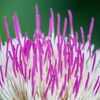 Image 2: Cirsium Pink Blush - 1, or 2 Potted Plants
