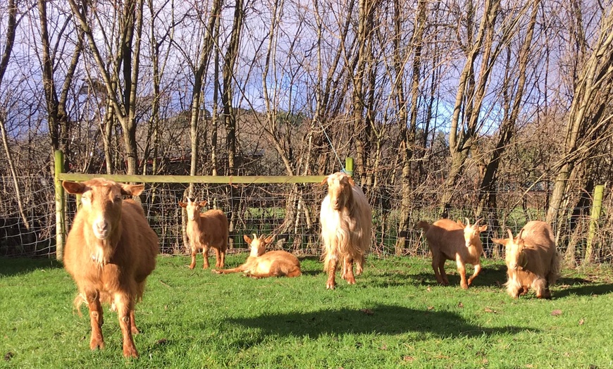 Image 6: Entry to Totnes Rare Breeds Farm with Summer Availability
