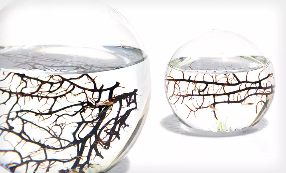 Small- or Medium-Sized EcoSphere Closed Aquatic Ecosystem (Up to 49% Off). Free Shipping and Returns. - Primary Image