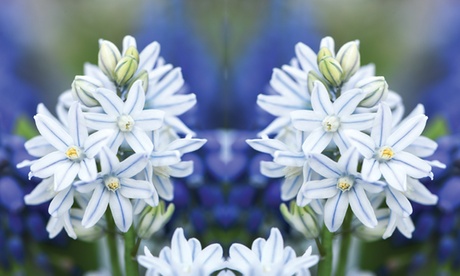 Groupon Unisex Blue Russian Snowdrop - 100 Or 200 Bulbs: 200 Bulbs