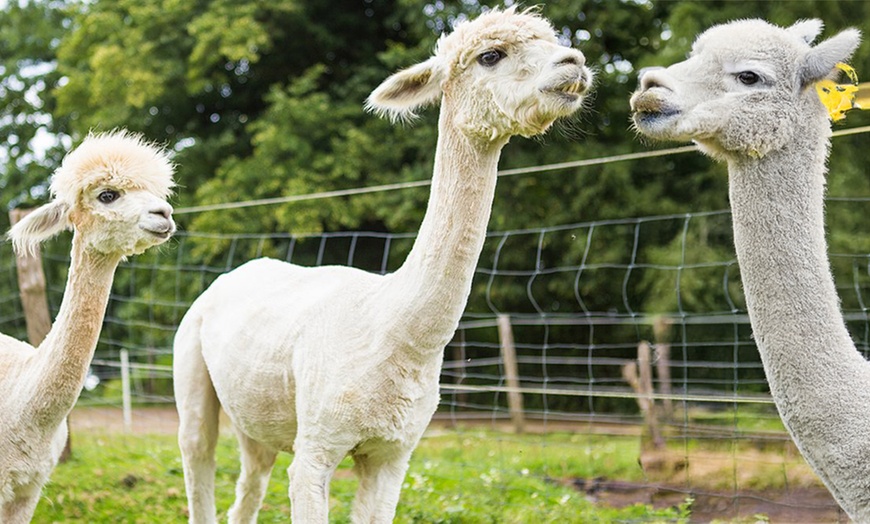Image 4: Bis zu 3 Std. Alpaka-Wanderung für 2 Personen oder 1 Familie