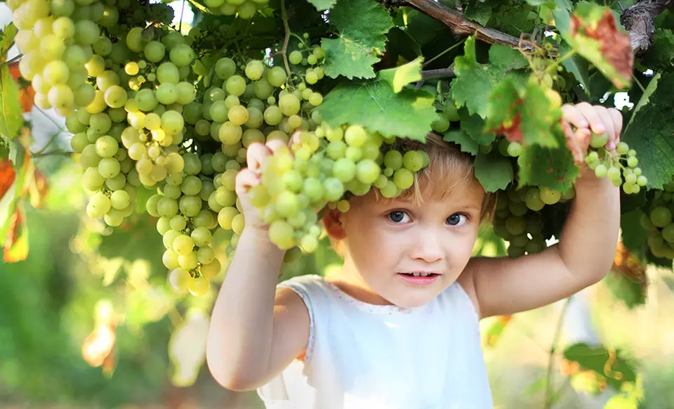 Elvira White Seeded Grape Plant - Primary Image