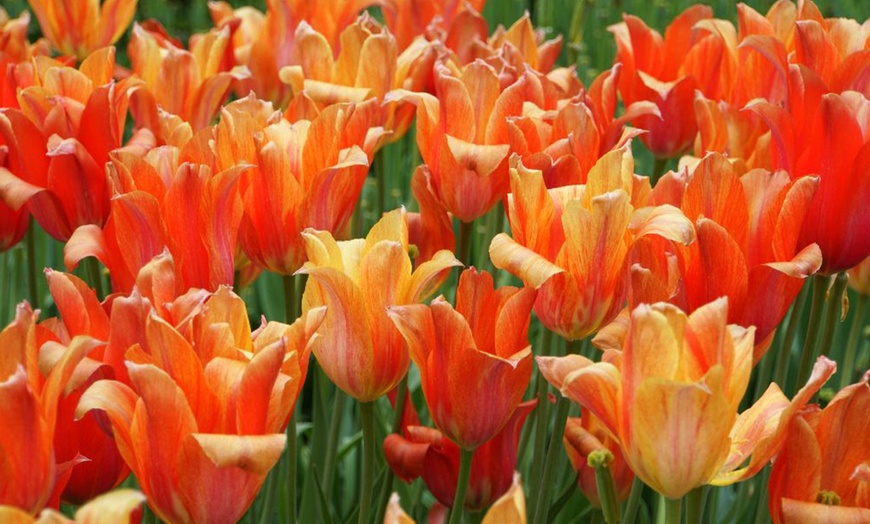 Image 5: Sunset-Coloured Tulip Bulb Collection 