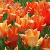 Image 5: Sunset-Coloured Tulip Bulb Collection 