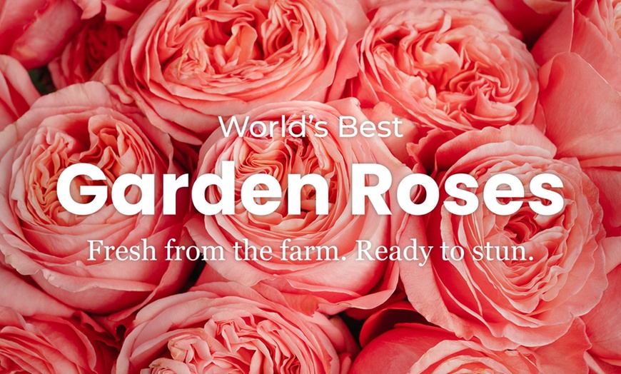 Image 4: A floral treasure: Garden & Peony-Style Roses from Rosaholics (Up to 71%% Off) 
