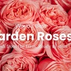 Image 4: A floral treasure: Garden & Peony-Style Roses from Rosaholics (Up to 71%% Off) 