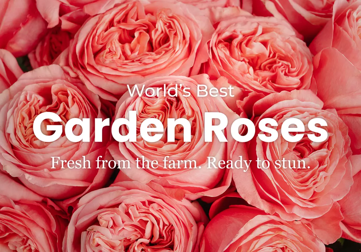 A floral treasure: Garden & Peony-Style Roses from Rosaholics (Up to 71%% Off)