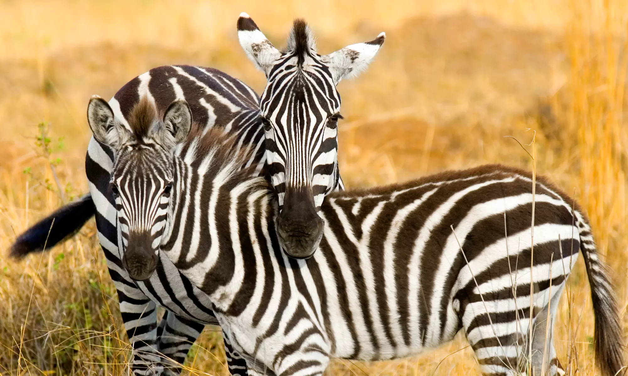 ✈ 8-Day Tour of South Africa with Airfare from Gate 1 Travel. Price/Person Based on Double Occupancy. - Primary Image