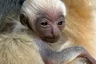 Support Wildlife Conservation: Admission to the Gibbon Conservation Center in Santa Clarita with 1 Hour Guided Tour - Second Medium