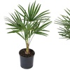 Image 1: 1 ou 2 palmiers "Trachycarpus fortunei" de Gardenzo