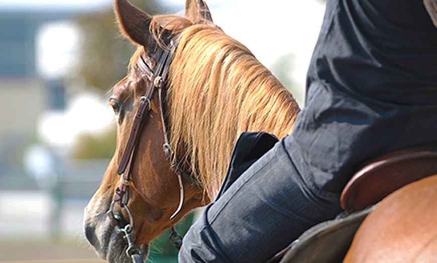 Image 1: Horse Riding Lesson or Trek £16