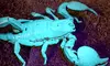 Explore Santa Fe's Bug and Reptile Museum with Admission for Up to Four People, Enjoy Up to  38% Off