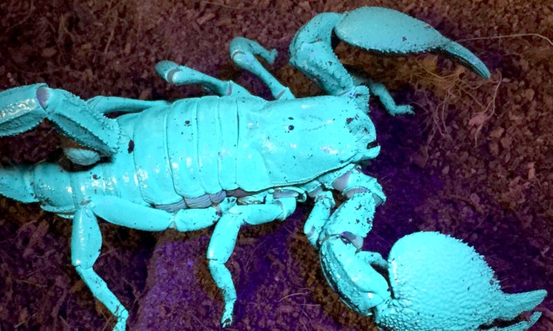 Admission for Up to Four People to Santa Fe's Bug and Reptile Museum 