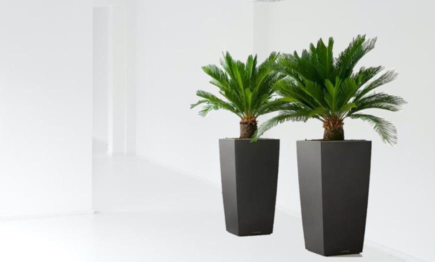 Image 7: 1 ou 2 Cycas du Japon "Cycas revoluta" de Gardenzo