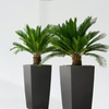 Image 7: 1 ou 2 Cycas du Japon "Cycas revoluta" de Gardenzo