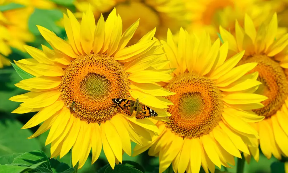 Border Flowering Garden Seed Mats - Primary Image