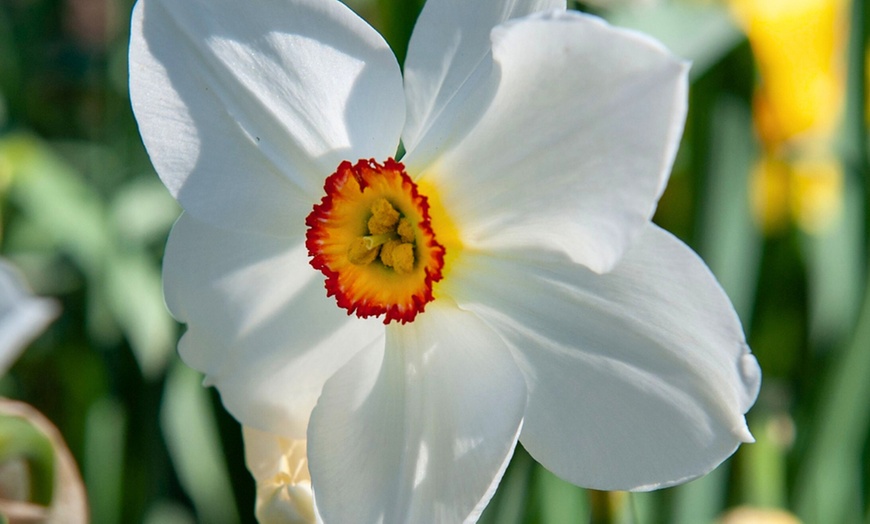 Image 4: Bulbes de narcisses