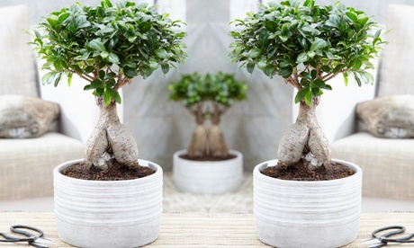 1 o 2 bonsai Ficus Ginseng con vaso decorativo opzionale