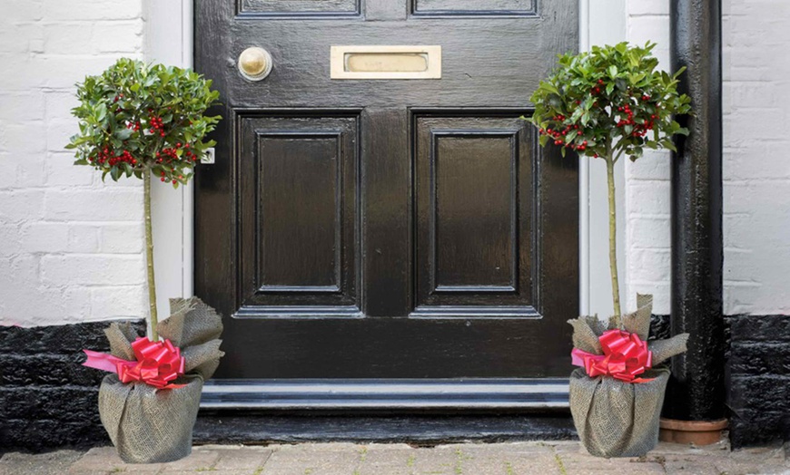 Image 2: One or Two Holly Standard Potted Plants