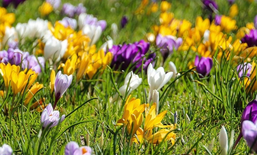 Image 7: Bulbes de crocus à grandes fleurs