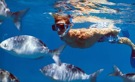 Snorkel with the Seals Tour for 2, 4, or 10 from Pacific Pro Dive in Courtenay (Up to 71% Off) - Primary Image