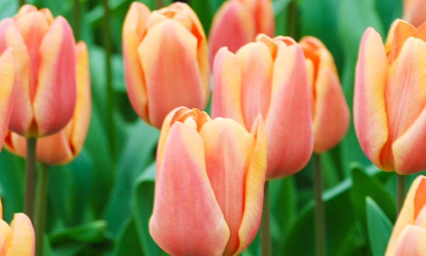 Image 1: 12 or 24 Apricot Foxx Tulip Bulbs – Exquisite Sunset-Hued Triumph 