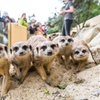 Image 1: Tageskarte für den Tierpark Herborn für 1-2 Erwachsenen & 2 Kindern