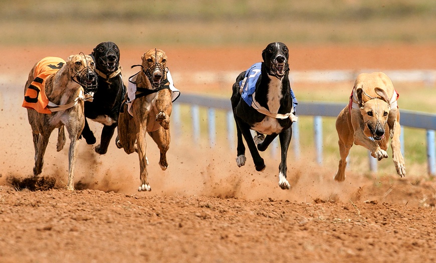 Image 1: Greyhound Race Entry