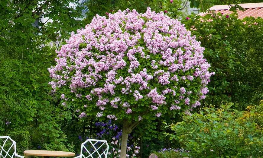 Image 1: Pair of YouGarden Lilac Syringa Palibin Standard