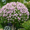 Image 1: Pair of YouGarden Lilac Syringa Palibin Standard