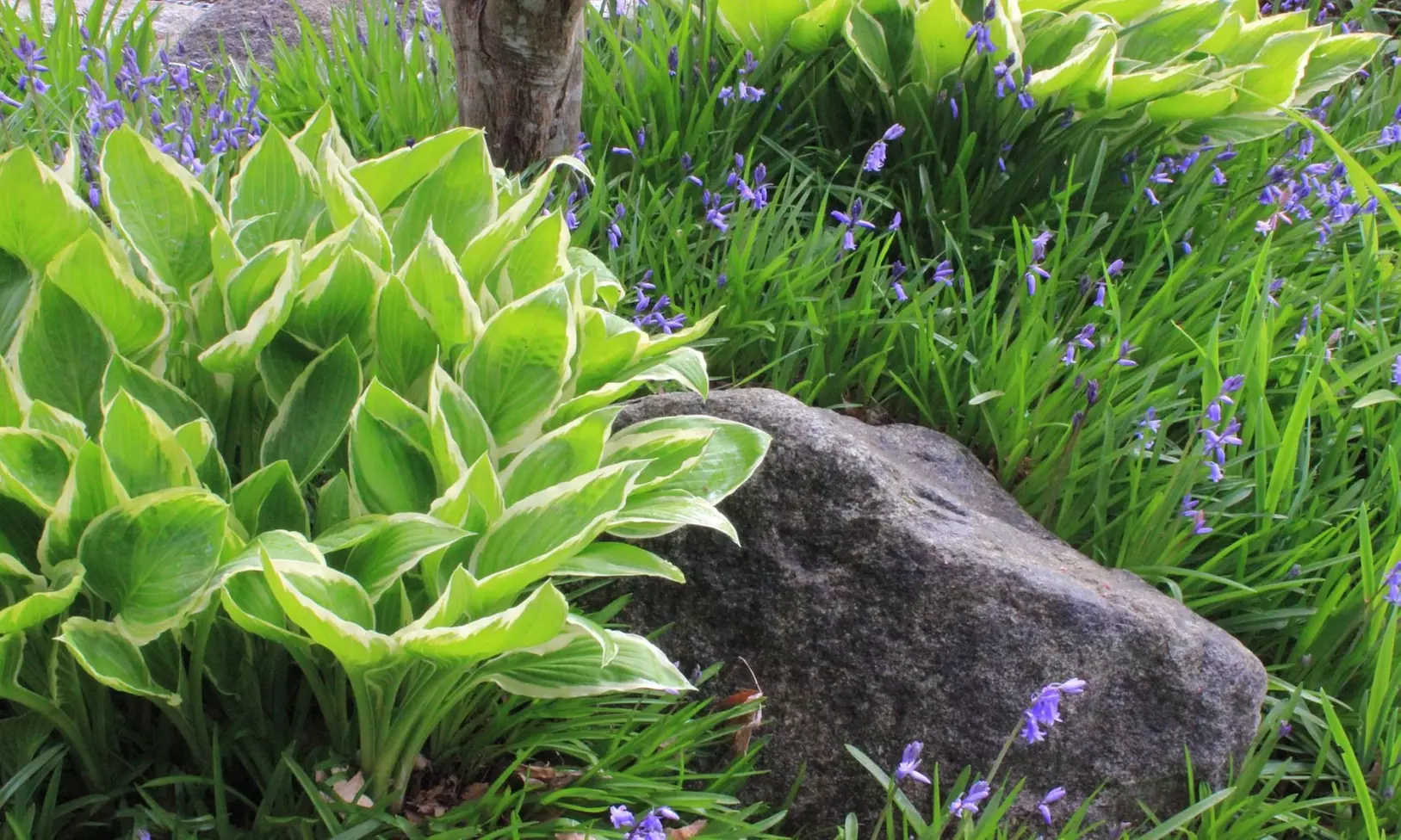 White Feather Trimmed Hosta Bare Roots (2-, 4-, 8-Pack With Planting Tool)