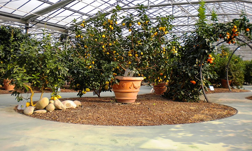 Image 1: Italian Citrus Trees